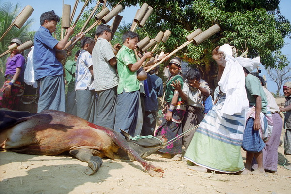 Cow Killing Festival Of Indigenous People