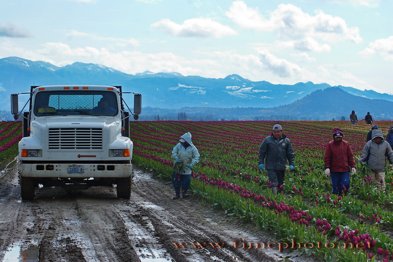 Skagit Valley Tulip Workers #1