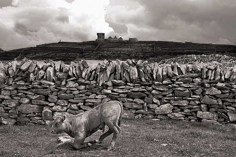 Kneeling Cow, Inisheer,  2007, Aran Islands, Ireland