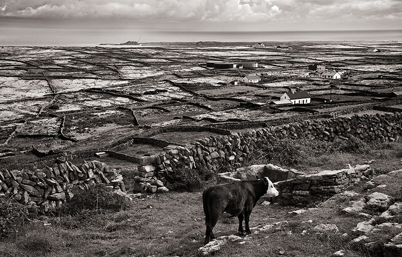 Cow and View, Inishman, Aran Islands, Ireland