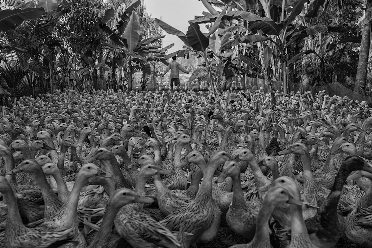 Roughly 2000 ducks wait to be injected with antibiotics