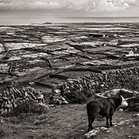 Cow and View, Inishman, Aran Islands, Ireland