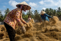 Vietnamese workers separate coconut husk fibres