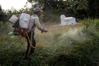A worker sprays herbicidal grass killer