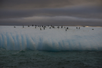 Chinstraps on Iceberg